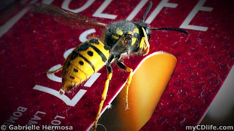 bee close-up