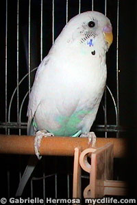 our budgie